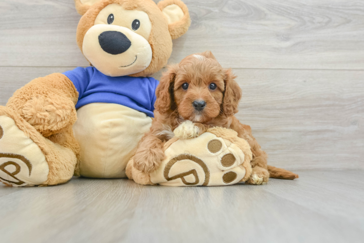 Best Cavapoo Baby