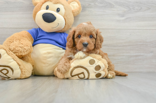 Best Cavapoo Baby