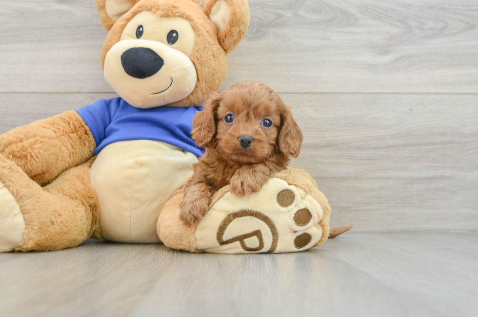 6 week old Cavapoo Puppy For Sale - Pilesgrove Pups