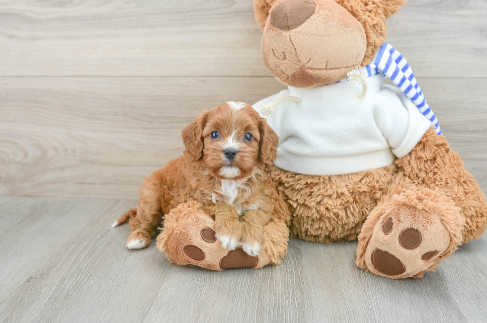 5 week old Cavapoo Puppy For Sale - Pilesgrove Pups