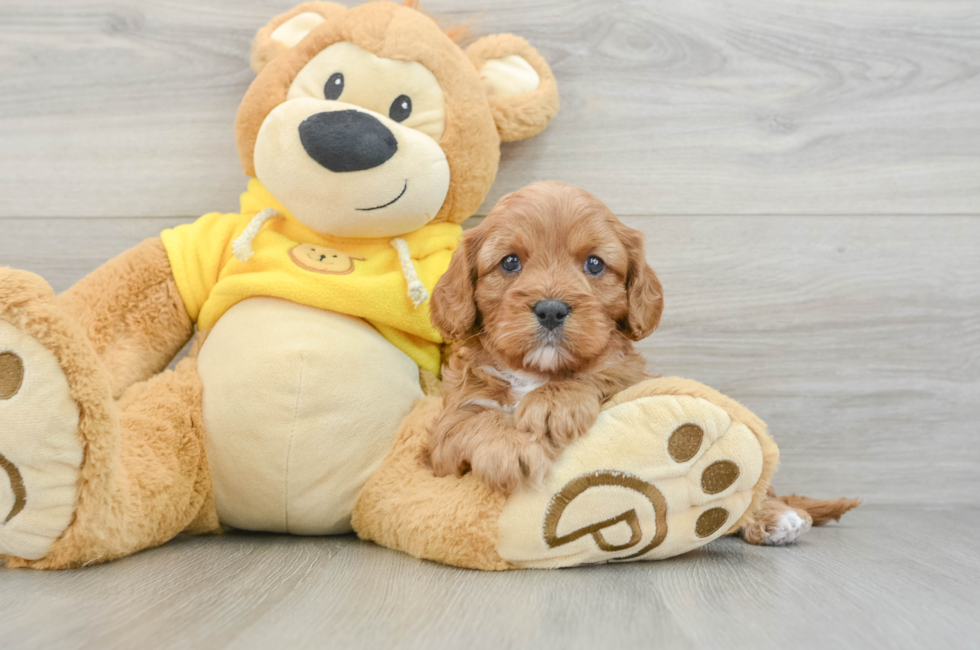 6 week old Cavapoo Puppy For Sale - Pilesgrove Pups