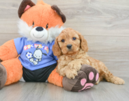 7 week old Cavapoo Puppy For Sale - Pilesgrove Pups