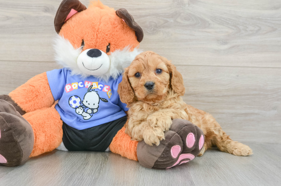 7 week old Cavapoo Puppy For Sale - Pilesgrove Pups