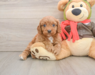 7 week old Cavapoo Puppy For Sale - Pilesgrove Pups