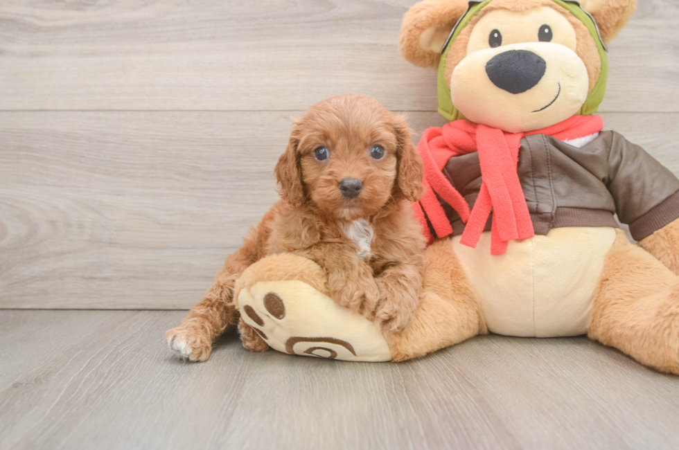 6 week old Cavapoo Puppy For Sale - Pilesgrove Pups