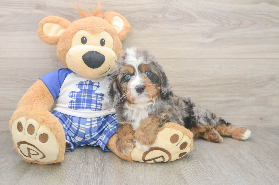 6 week old Cavapoo Puppy For Sale - Pilesgrove Pups
