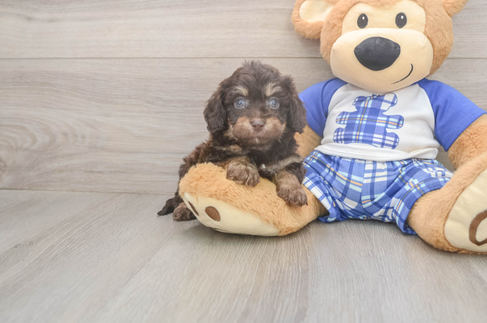 6 week old Cavapoo Puppy For Sale - Pilesgrove Pups