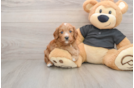 Small Cavapoo Baby