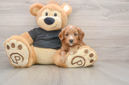 Smart Cavapoo Poodle Mix Pup