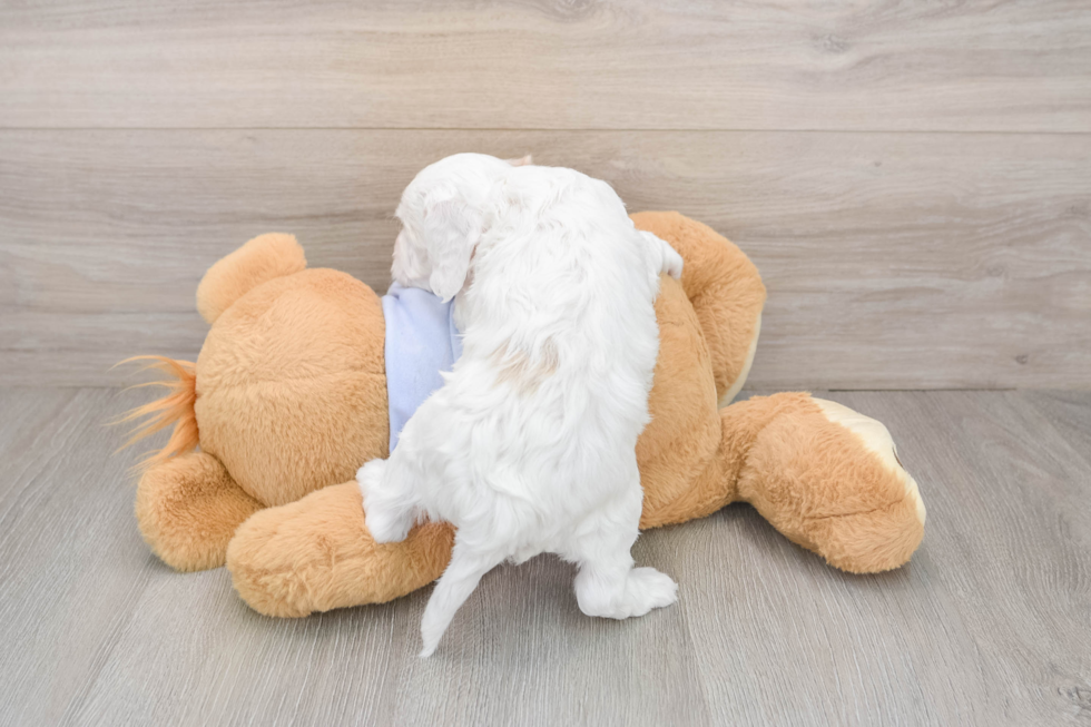 Hypoallergenic Cavadoodle Poodle Mix Puppy