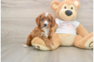 Cavapoo Puppy for Adoption