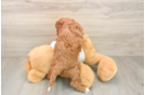 Cavapoo Puppy for Adoption
