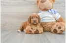 Best Cavapoo Baby