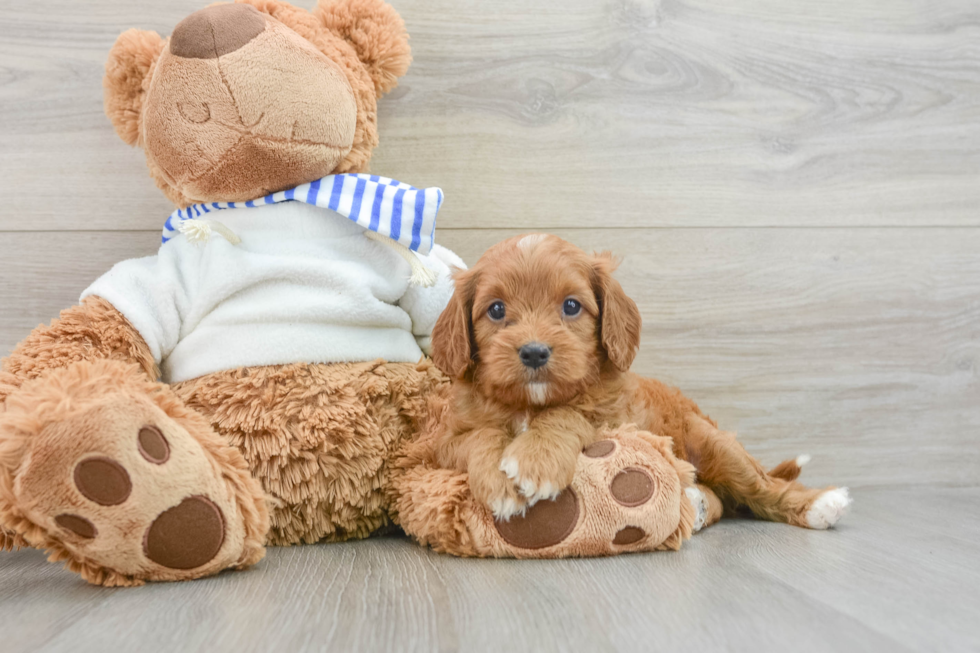 Cavapoo Puppy for Adoption