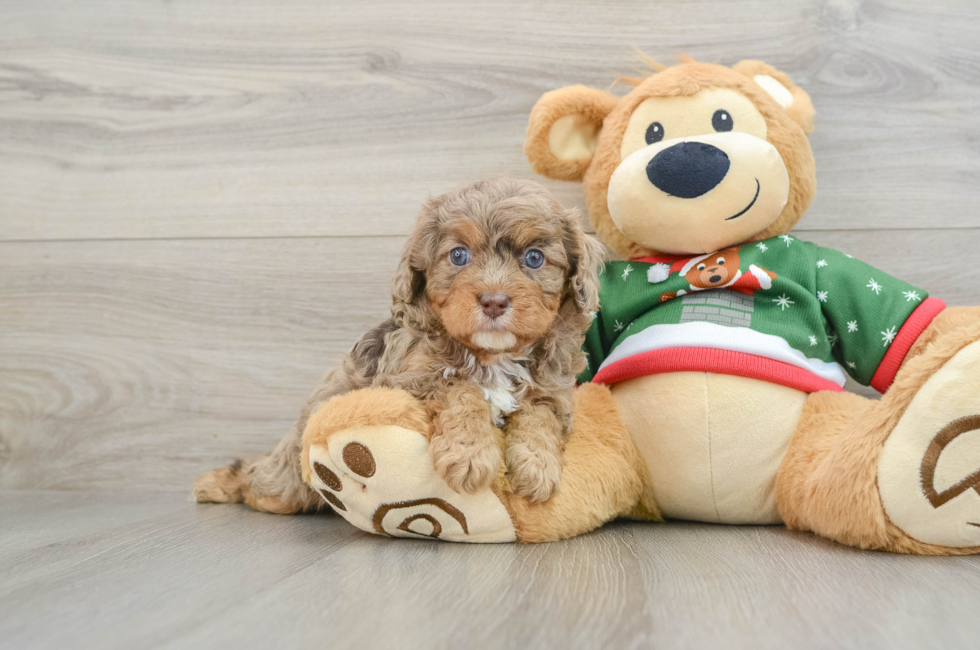 5 week old Cavapoo Puppy For Sale - Pilesgrove Pups