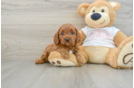 Cavapoo Puppy for Adoption