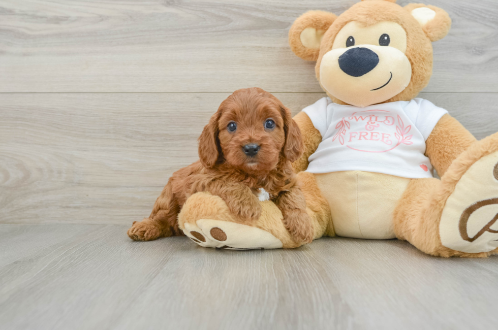 6 week old Cavapoo Puppy For Sale - Pilesgrove Pups