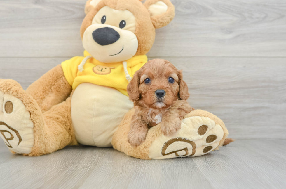 6 week old Cavapoo Puppy For Sale - Pilesgrove Pups