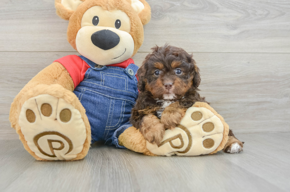 6 week old Cavapoo Puppy For Sale - Pilesgrove Pups