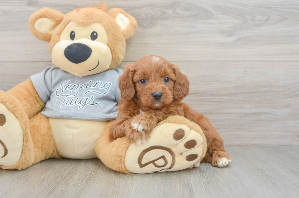 5 week old Cavapoo Puppy For Sale - Pilesgrove Pups