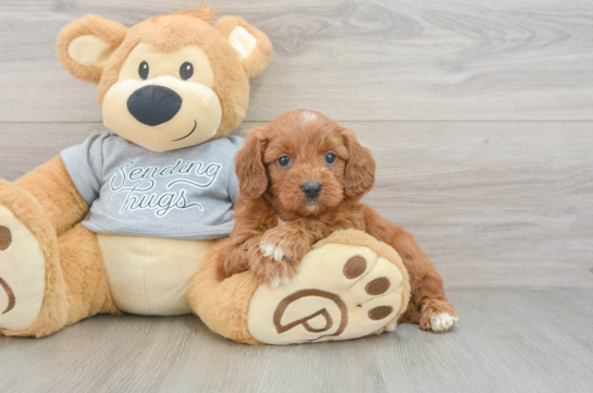 Sweet Cavapoo Baby