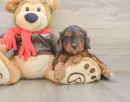 7 week old Cavapoo Puppy For Sale - Pilesgrove Pups