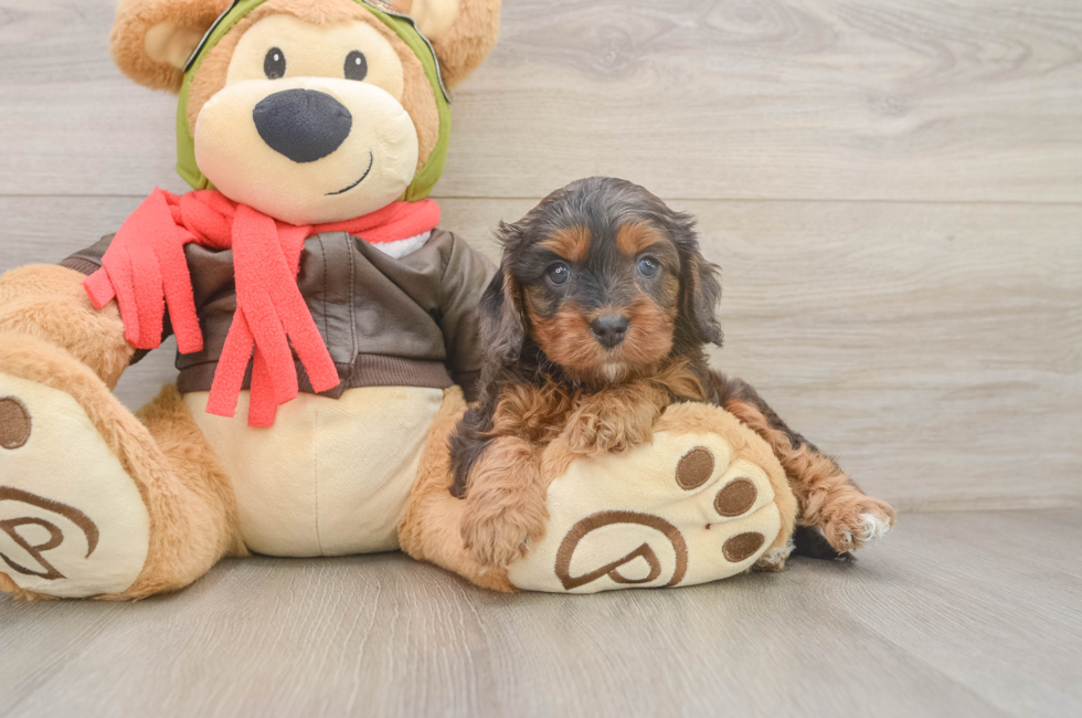 6 week old Cavapoo Puppy For Sale - Pilesgrove Pups