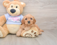 7 week old Cavapoo Puppy For Sale - Pilesgrove Pups