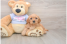 Small Cavapoo Baby