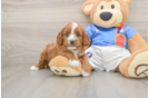 Best Cavapoo Baby