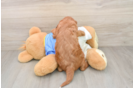 Cavapoo Puppy for Adoption