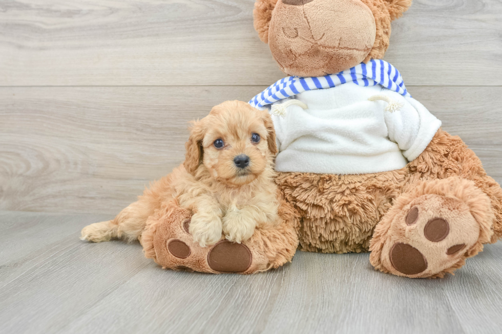 Playful Cavapoodle Poodle Mix Puppy