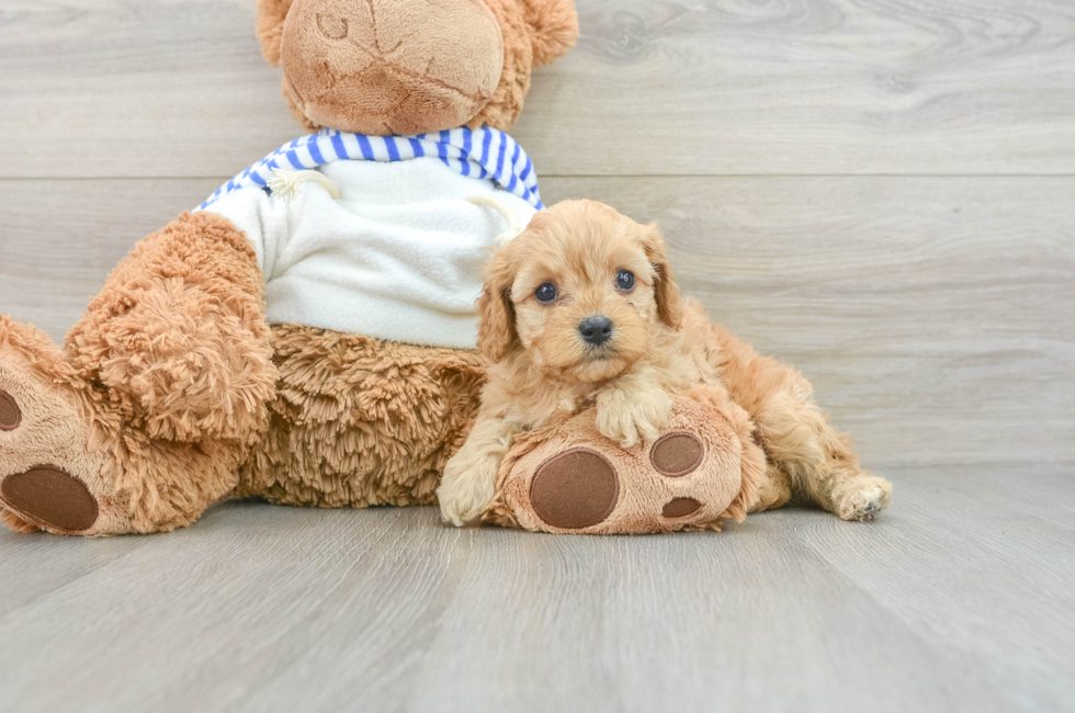 5 week old Cavapoo Puppy For Sale - Pilesgrove Pups