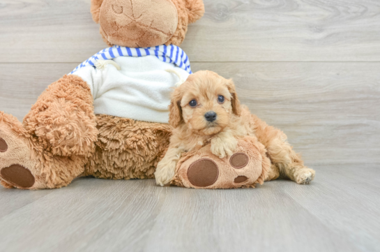 Best Cavapoo Baby