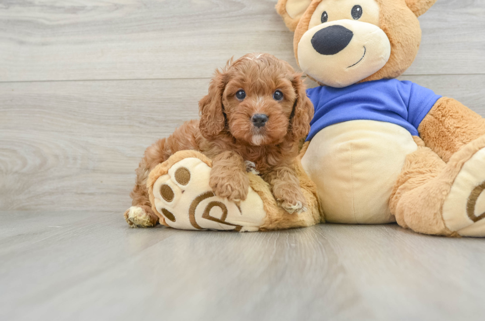 5 week old Cavapoo Puppy For Sale - Pilesgrove Pups