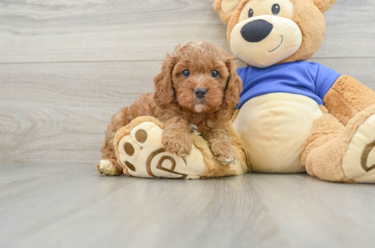 Small Cavapoo Baby