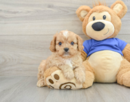 7 week old Cavapoo Puppy For Sale - Pilesgrove Pups