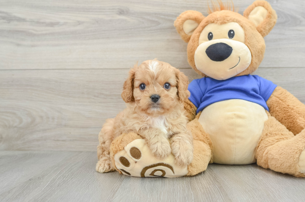 6 week old Cavapoo Puppy For Sale - Pilesgrove Pups