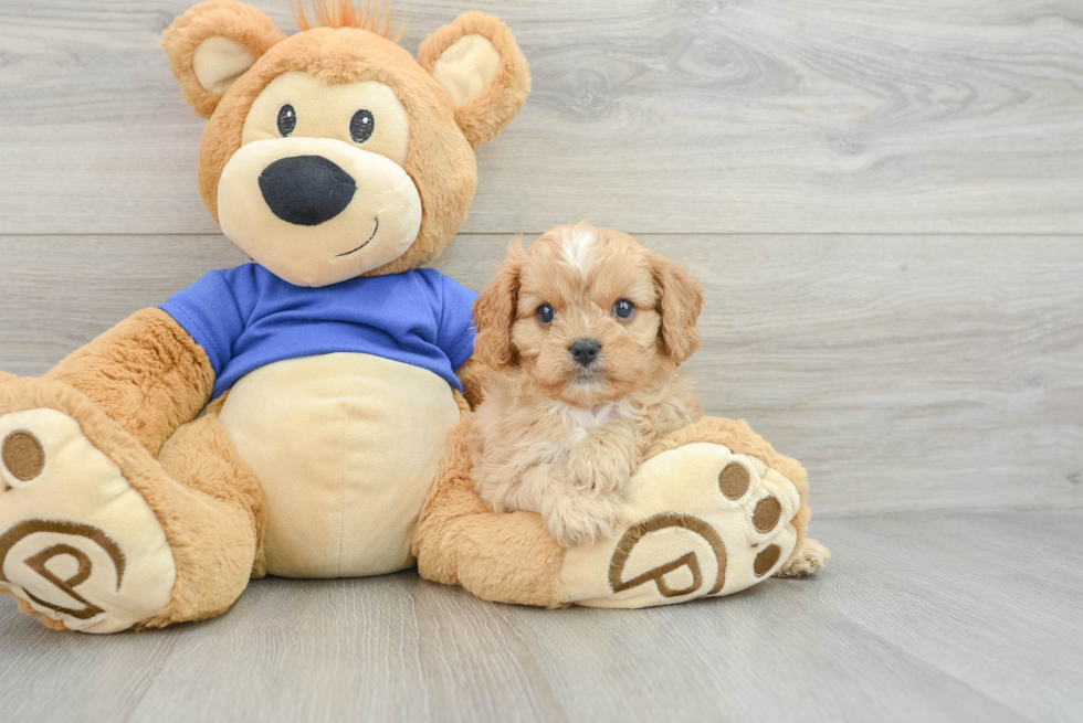 Petite Cavapoo Poodle Mix Pup