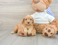 8 week old Cavapoo Puppy For Sale - Pilesgrove Pups