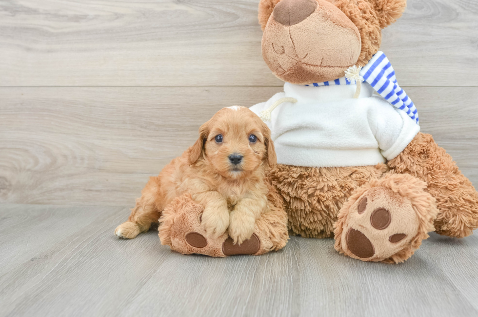 6 week old Cavapoo Puppy For Sale - Pilesgrove Pups