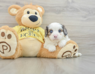 6 week old Cavapoo Puppy For Sale - Pilesgrove Pups