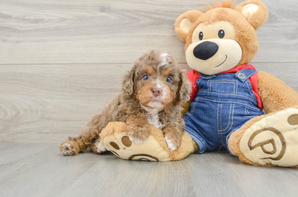5 week old Cavapoo Puppy For Sale - Pilesgrove Pups