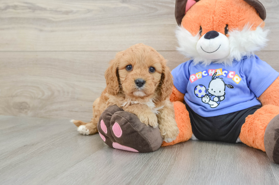 7 week old Cavapoo Puppy For Sale - Pilesgrove Pups