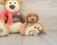 7 week old Cavapoo Puppy For Sale - Pilesgrove Pups