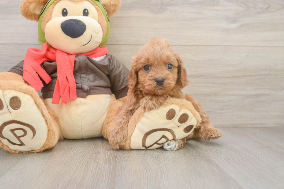 6 week old Cavapoo Puppy For Sale - Pilesgrove Pups