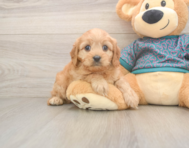 9 week old Cavapoo Puppy For Sale - Pilesgrove Pups