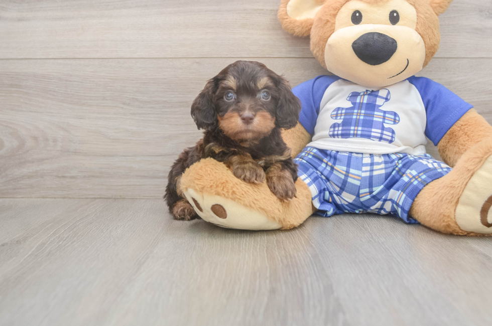 6 week old Cavapoo Puppy For Sale - Pilesgrove Pups