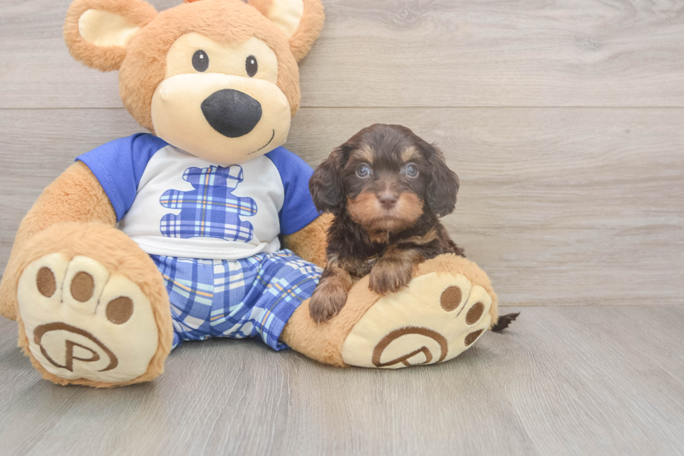 Petite Cavapoo Poodle Mix Pup