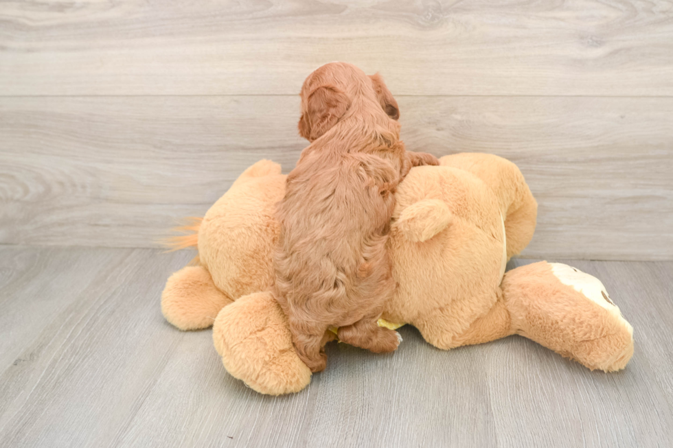 Best Cavapoo Baby